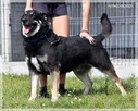 Radzio - wspaniały kundelek, wspaniały przyjaciel - 6