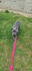 Amstaff suczka blue, ur. 24.02 - szuka odpowiedzialnego domu - 5