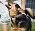 Trampi - pomóż mu odzyskać radość przy Twoim boku - 3