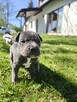oddam szczeniaki American Staffordshire terrier - 4