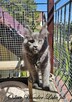 Niebieski kocurek Maine Coon - FPL - 2