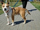 Walusia – 6 mczn.mistrz przytulania szuka domu! Aga Bieńko - 3
