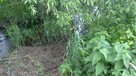 Działka budowlana Wierzbna gm. Żarów, Wierzbna
