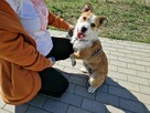 Walusia – 6 mczn.mistrz przytulania szuka domu! Aga Bieńko - 2