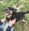 Pilne!! Teoś ok 3 let wyjątkowy psiak czeka na Ciebie Aga Bi - 5