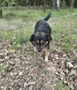 Pilne!! Teoś ok 3 let wyjątkowy psiak czeka na Ciebie Aga Bi - 2