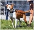 Rex – szuka domu z przeróżnymi aktywnościami - 7