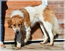 Bryś – być przyjacielem człowieka a nie stróżem na łańcuchu - 3
