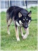 Zeus – młody, uważny, wpatrzony w człowieka – psi skarb - 7