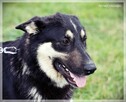 Zeus – młody, uważny, wpatrzony w człowieka – psi skarb - 6