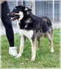 Zeus – młody, uważny, wpatrzony w człowieka – psi skarb - 5