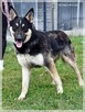 Zeus – młody, uważny, wpatrzony w człowieka – psi skarb - 2