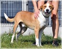 Rex – szuka domu z przeróżnymi aktywnościami - 6