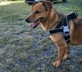 Pilne!!Franek ok 4/5 let.idealny pies czeka na dom Katarzyna - 2
