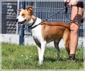 Rex – szuka domu z przeróżnymi aktywnościami - 2