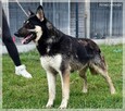 Zeus – młody, uważny, wpatrzony w człowieka – psi skarb - 8