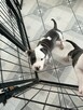 American Staffordshire Terrier - 3