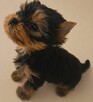 YORKSHIRE TERRIER - 2
