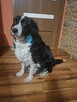 Border Collie szczeniaki - 16