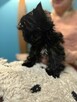 YORKSHIRE TERRIER - 5