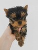 YORKSHIRE TERRIER - 3