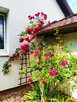 Zamienię dom - 15