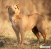 KIARA - delikatna, wrażliwa sunia, już tak długo czeka!