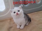 Kotek brytyjski - 11