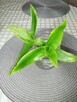 Roślina lecznicza - Callisia fragrans,