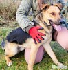 CZARUŚ - cudowny psiak, skazany na samotność? Adoptuj! - 3
