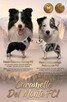 Szczeniak Border Collie FCI /ZKwP - 8