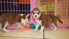 Piękne szczenięta rasy Siberian Husky - 3