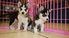 Piękne szczenięta rasy Siberian Husky - 4
