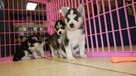 Piękne szczenięta rasy Siberian Husky - 2