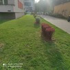 Koszenie trawy, trawników. - 6