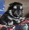 Szpic miniaturowy ,pomeranian piesek