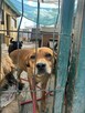 Młoda kochana dziewczynka poleca się do adopcji - 6