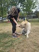 Kumpel- kremowy duży mlody pies do adopcji - 8
