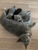 kocięta rasy Scottish Fold pomieszane z Brytyjskim - 8