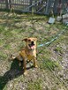 Młoda kochana dziewczynka poleca się do adopcji - 7