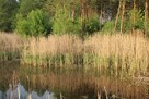 Działka z domem letnim i dużą działką leśną - 10