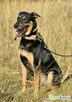 FIGARO - aktywny, wesoły, super pies do adopcji - 1