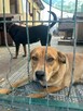 Młoda kochana dziewczynka poleca się do adopcji - 2