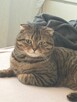 kocięta rasy Scottish Fold pomieszane z Brytyjskim - 7