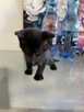 kocięta rasy Scottish Fold pomieszane z Brytyjskim - 4