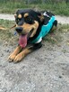 Bibi młodziuteńka Wesoła sunia kochająca ludzi czeka na dom - 2