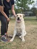 Kumpel- kremowy duży mlody pies do adopcji - 6