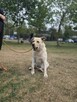 Kumpel- kremowy duży mlody pies do adopcji - 2