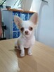 Śliczna Długowłosy Chihuahua - 3
