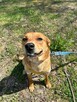 Młoda kochana dziewczynka poleca się do adopcji - 8